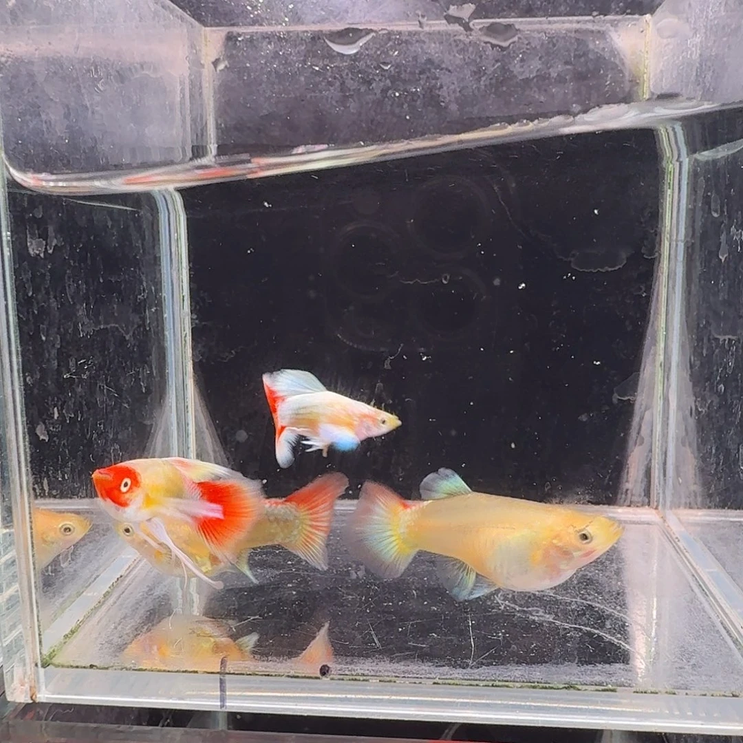 孔雀鱼圣诞2对孔雀鱼