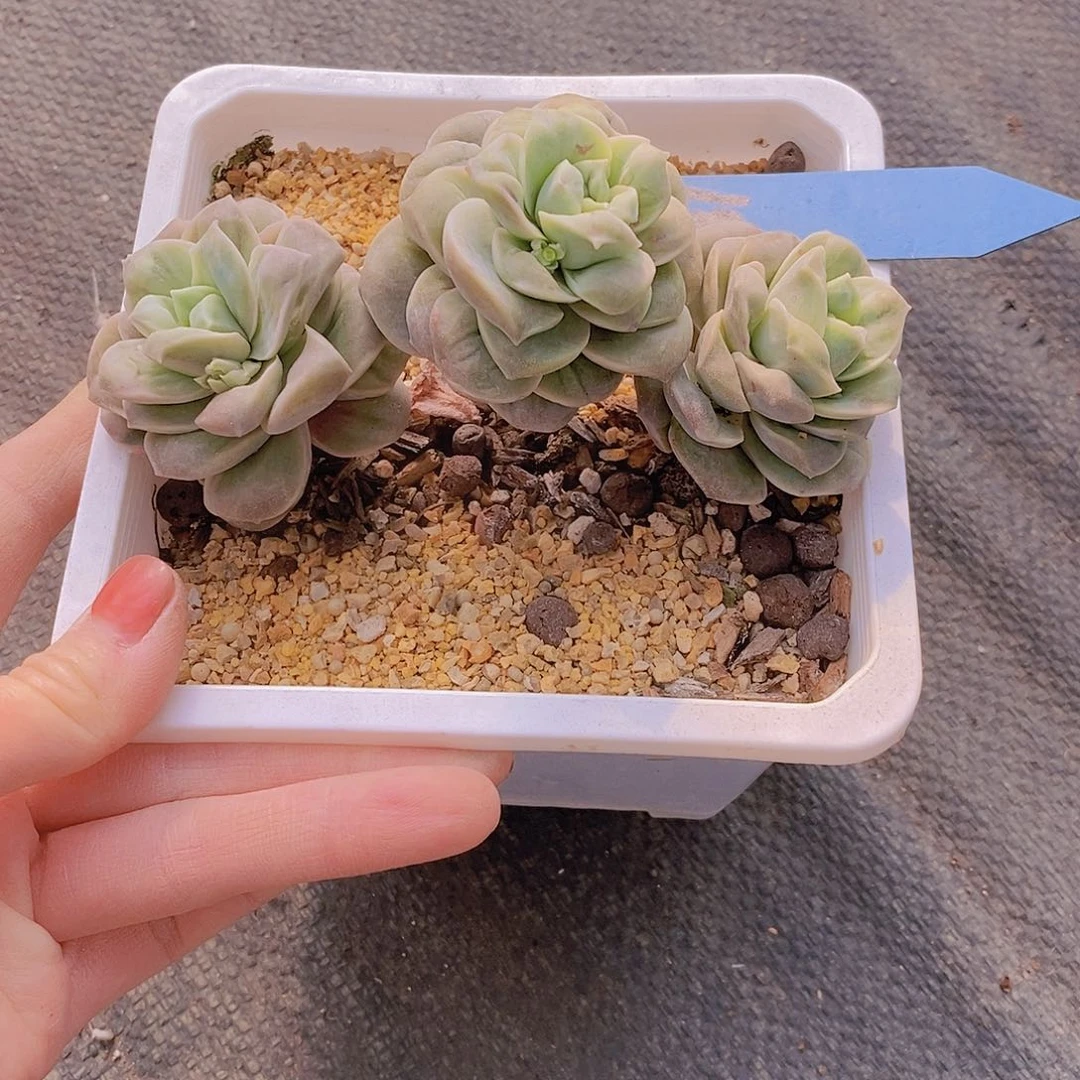 487多肉植物老桩