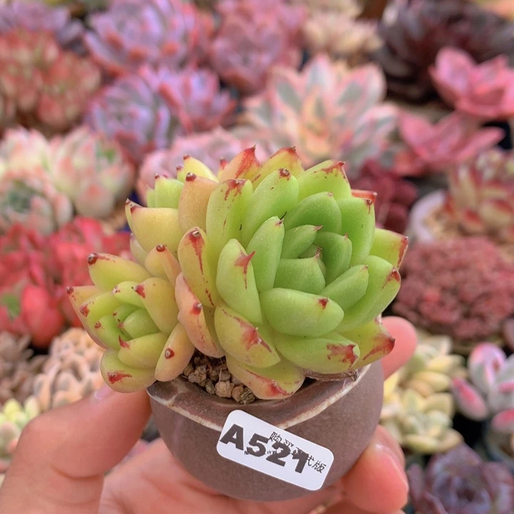 一物一拍含盆土满38包邮A521