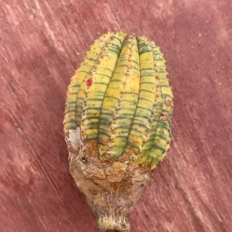 布纹球锦4仙人球