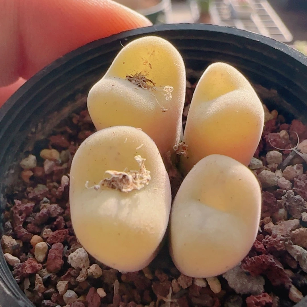 【闪购商品】21445