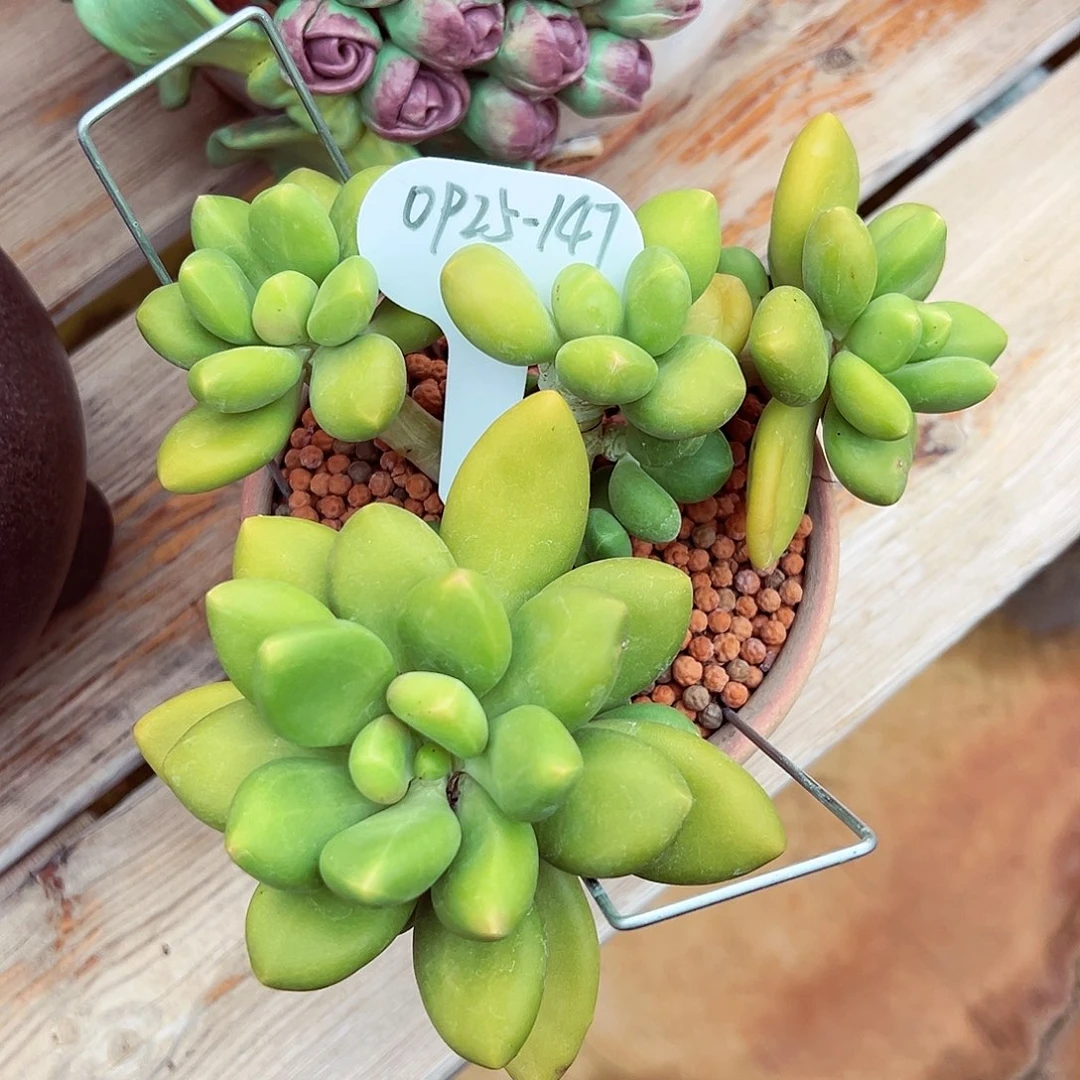 0925-147芒果奶群。