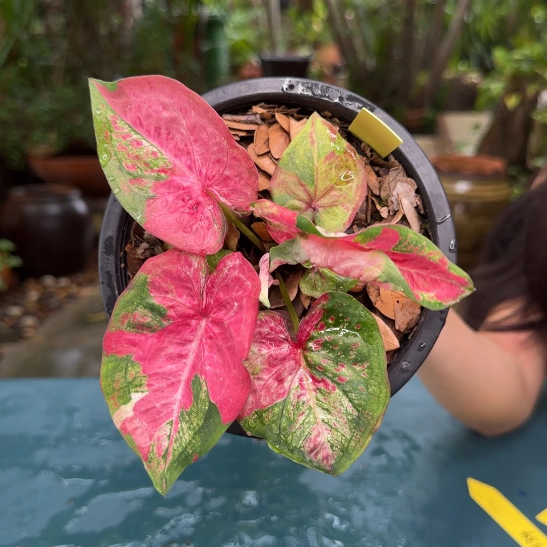 2046-0703泰国发货阿松铠