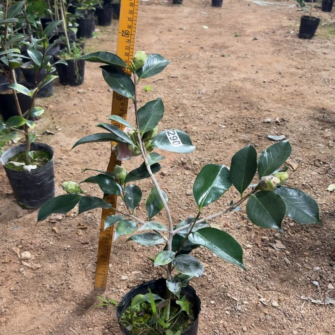 少量花朵（建议范围：2朵-5朵 或40%以下）290赛牡丹