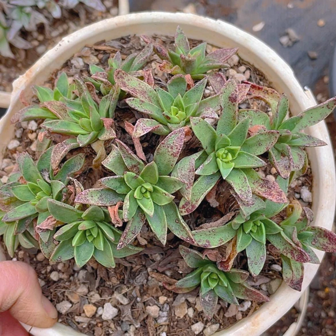 【闪购商品】绿体苹果叶