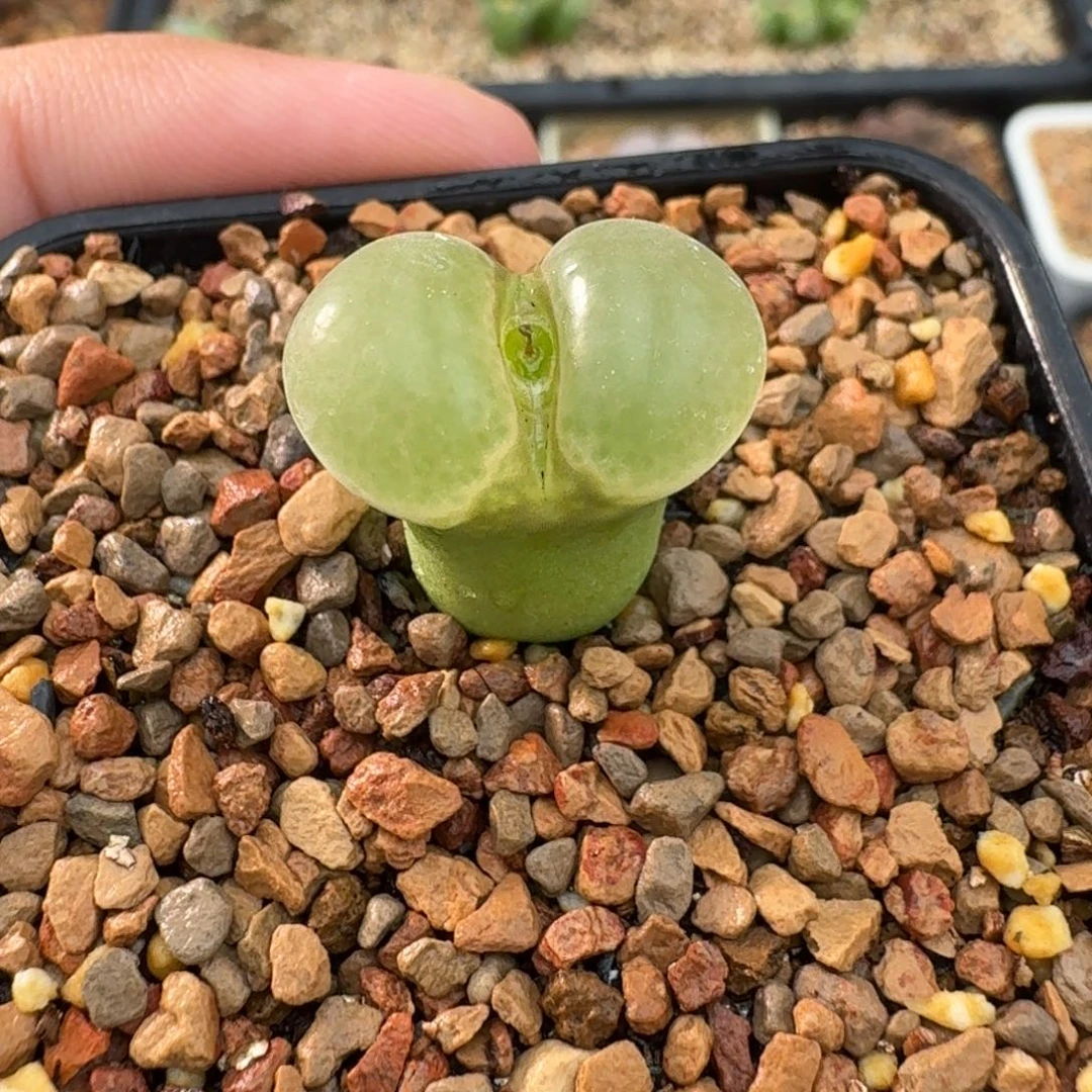 K***Y云缦精品番杏31.1韩系原珠白窗