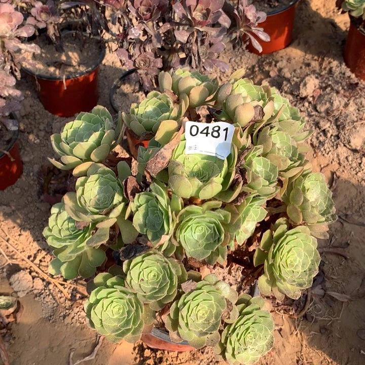 0481万圣节大手棚1号北头