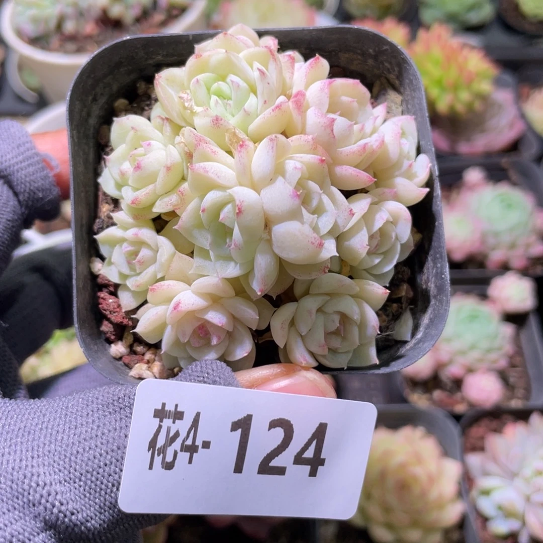 花利美 4-124白天鹅