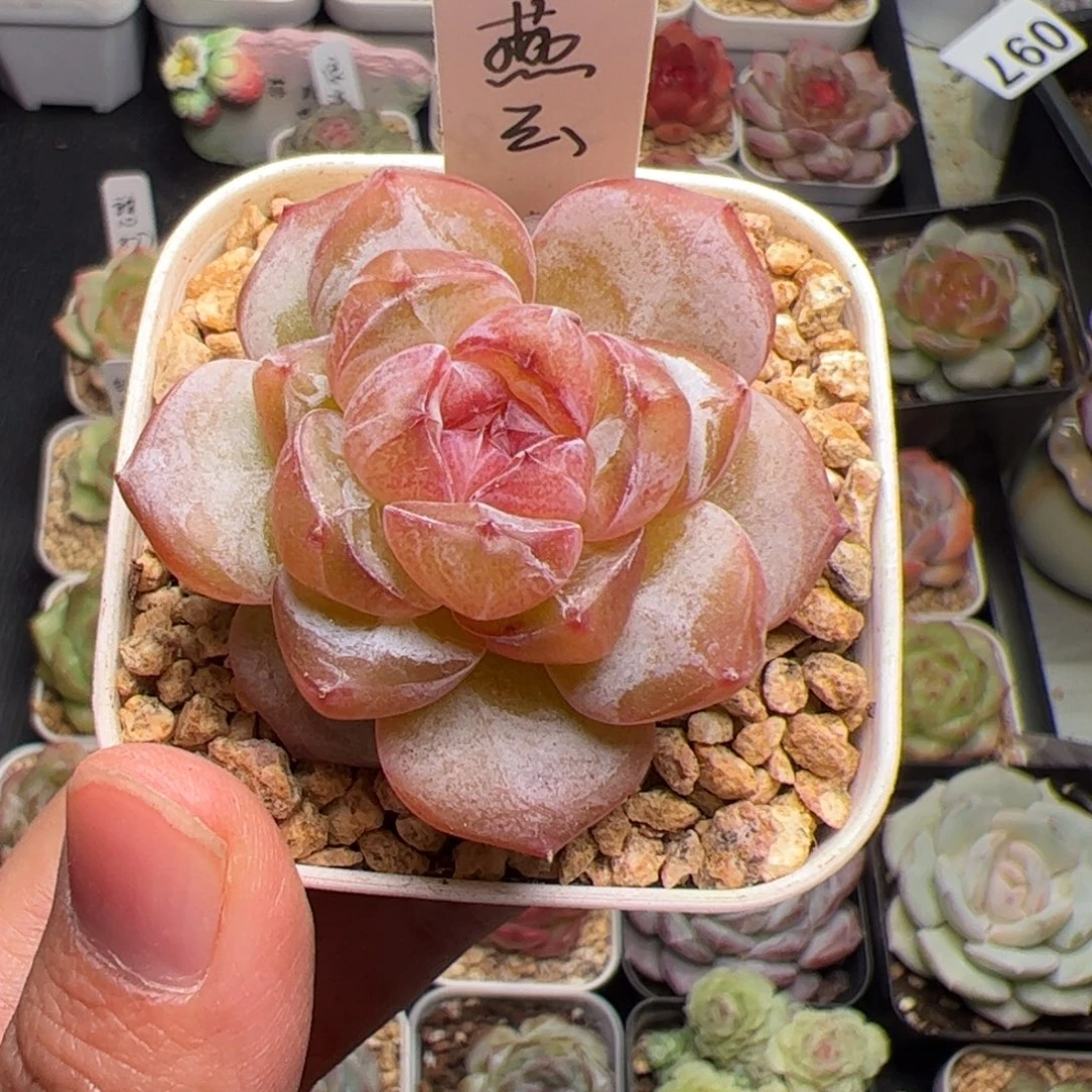 一***鹿118 多肉植物组合盆栽
