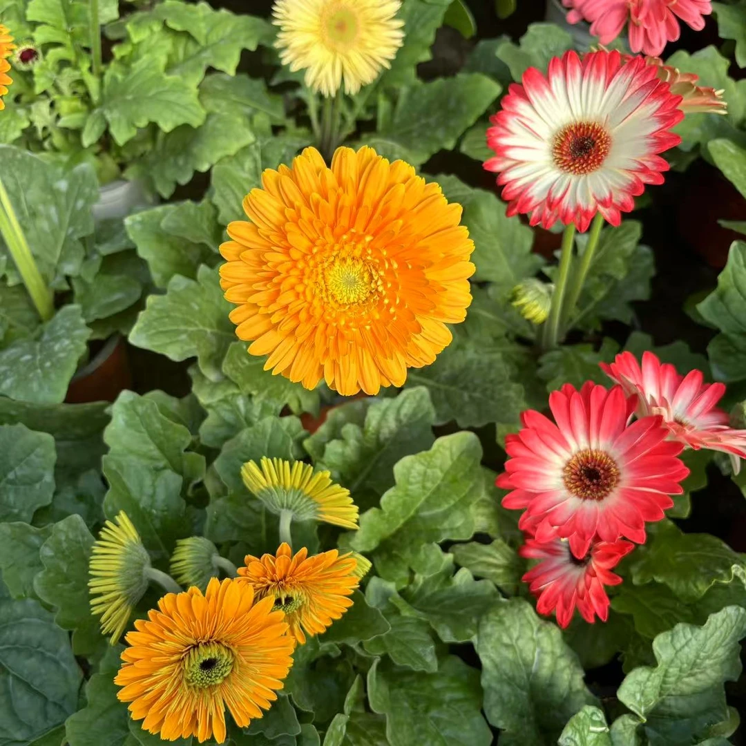 【花开啦】（非洲菊）两颗两色 颜色随机！精品好养室内阳台