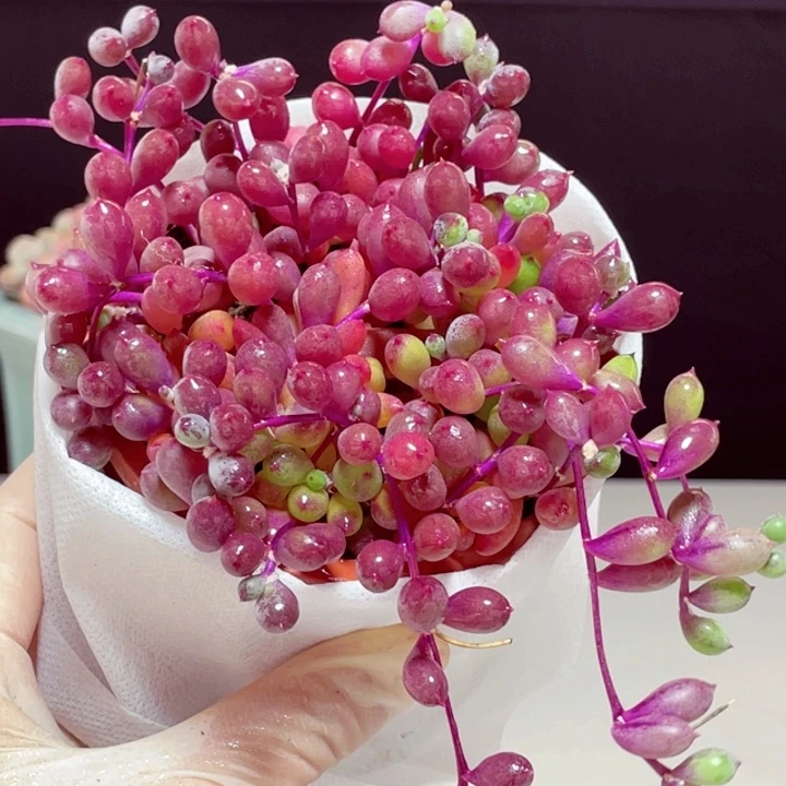 紫玄月样品1颗带盆发货9