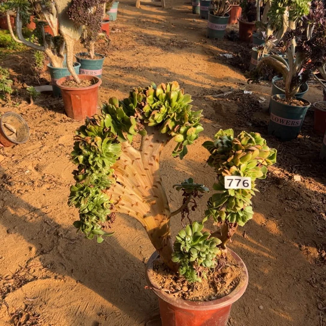 小叶有伤776高度40厘米