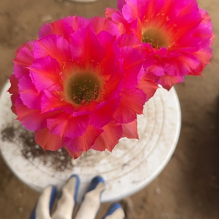 仙人球彩草带根111