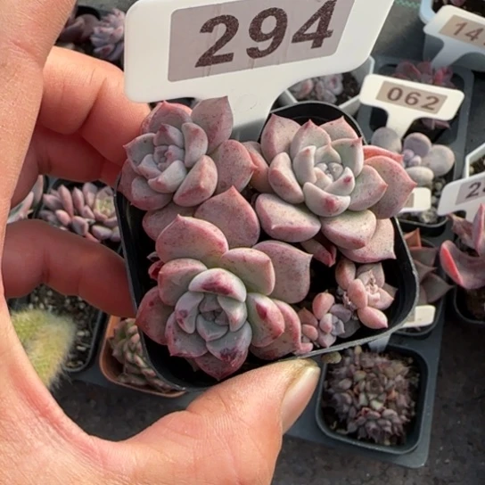 294粉斑点多肉植物多