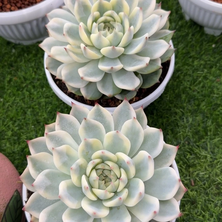 吉娃娃锦多肉植物的时候