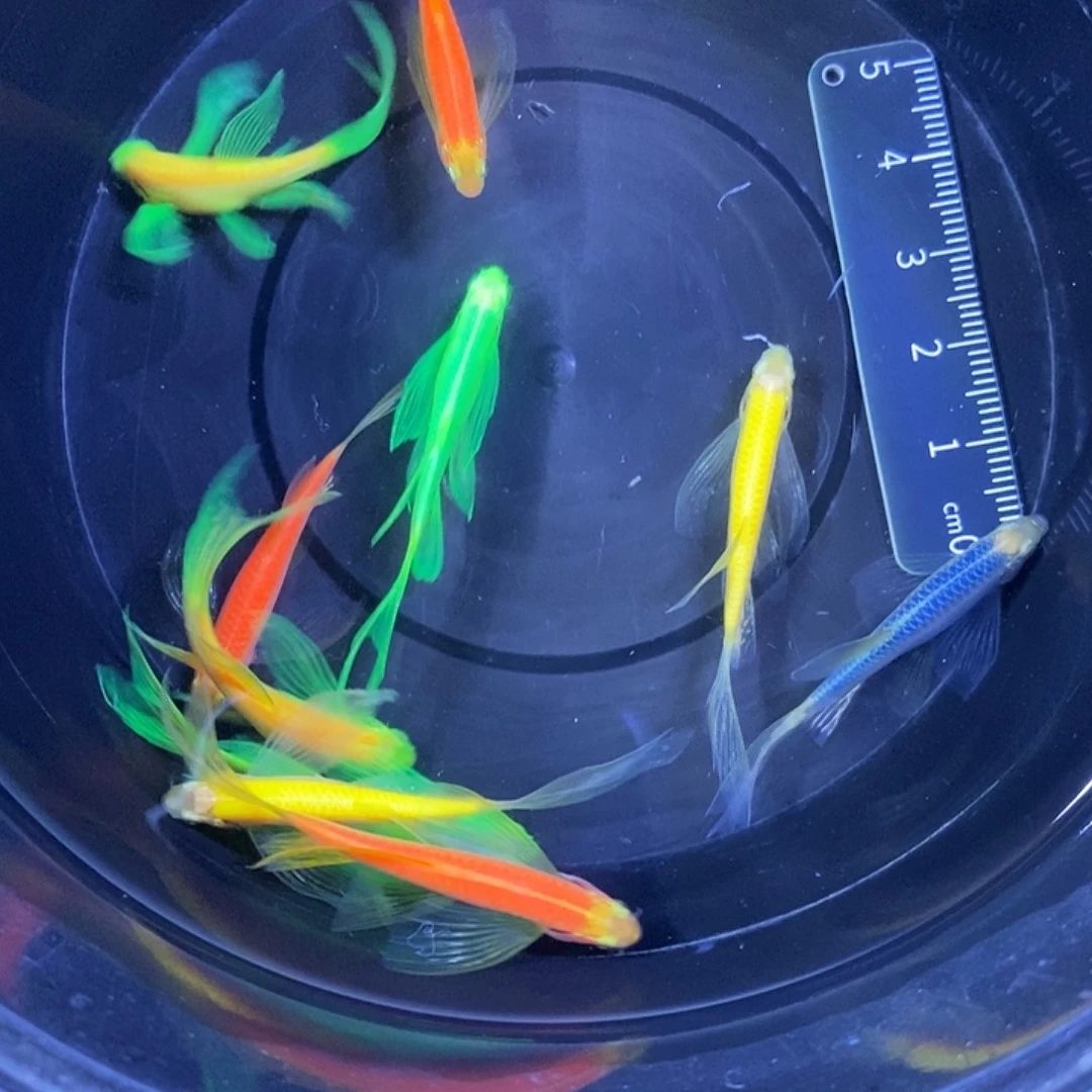 斑马鱼蝶翼斑马3.5-4厘米自选10条