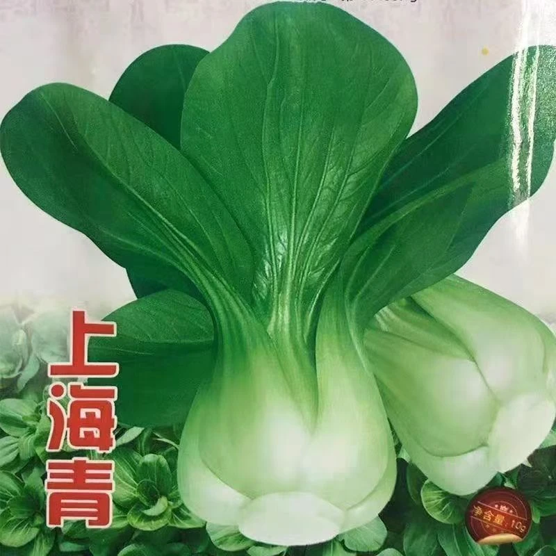 【上海青净重5斤】四川本地蔬菜青菜油菜瓢儿菜包邮