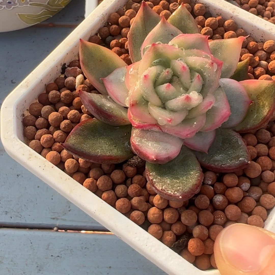 佛罗瑞安娜锦，覆轮锦