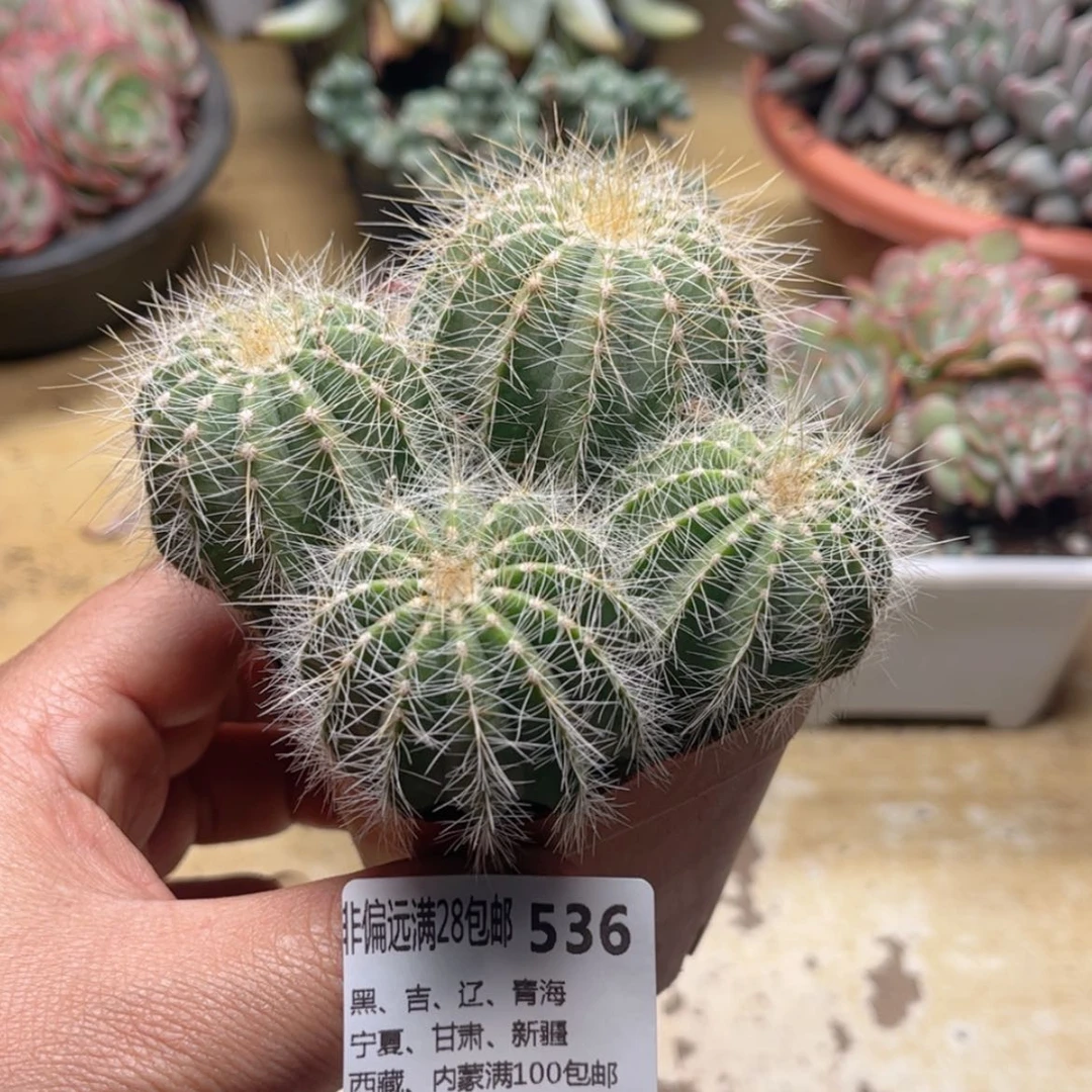 【闪购商品】536仙人球