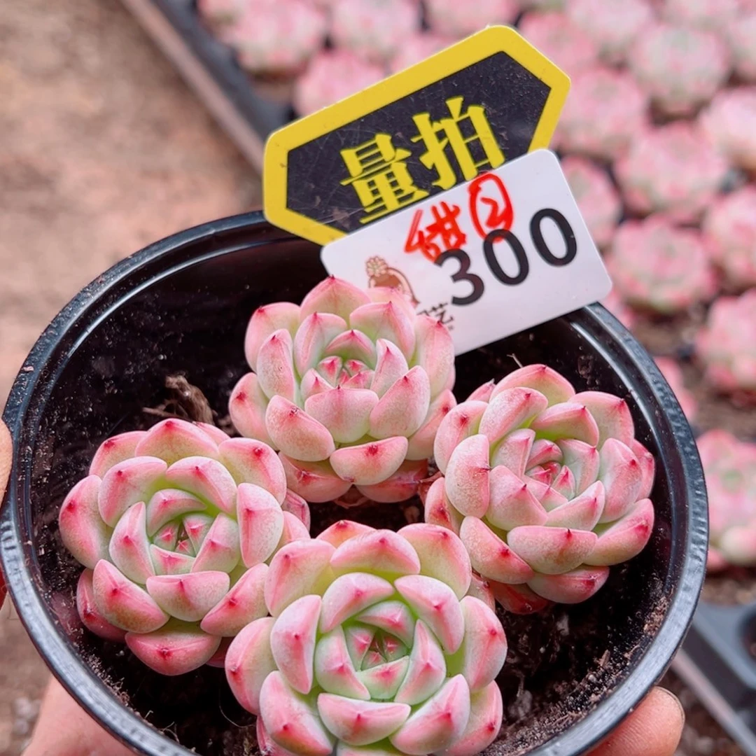 多肉植物多肉植物