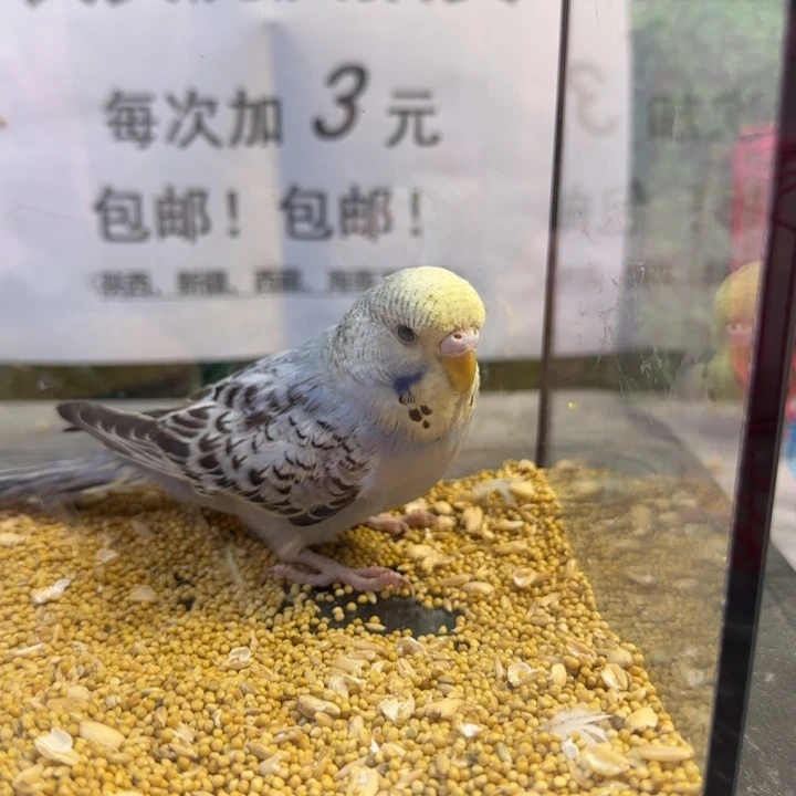 虎皮鹦鹉大头虎皮鹦鹉