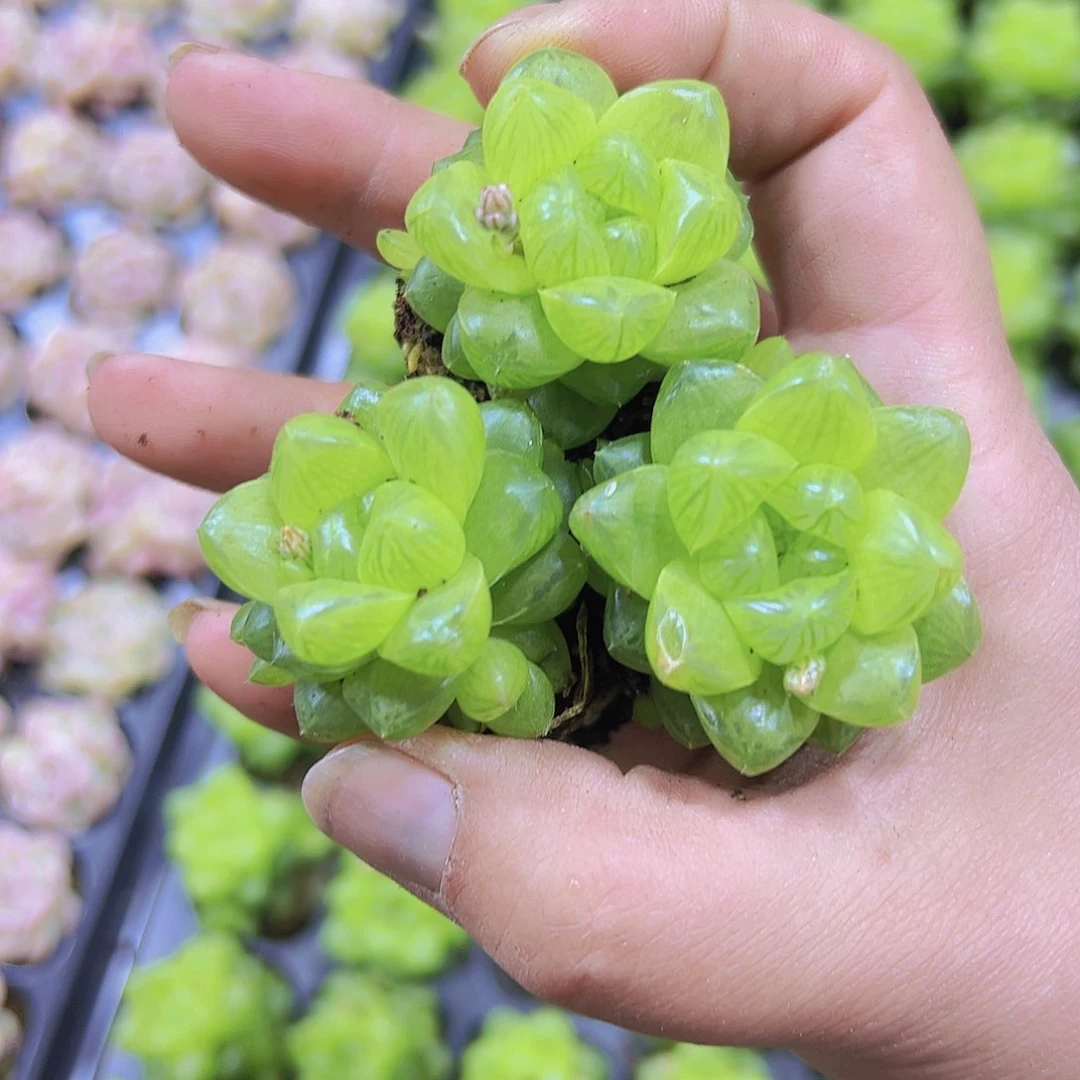 雨露3个19包邮多肉