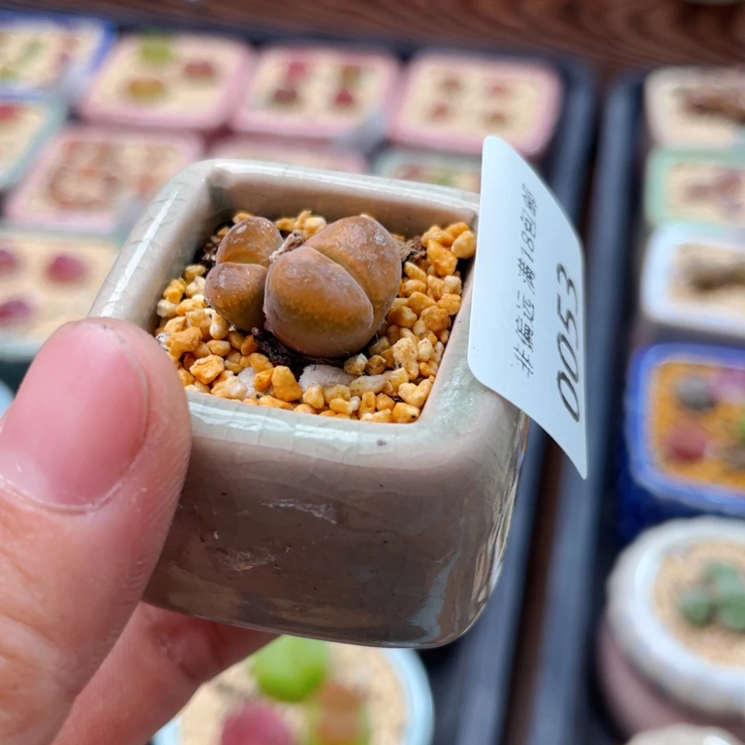 无花朵0053--一物一拍 带盆