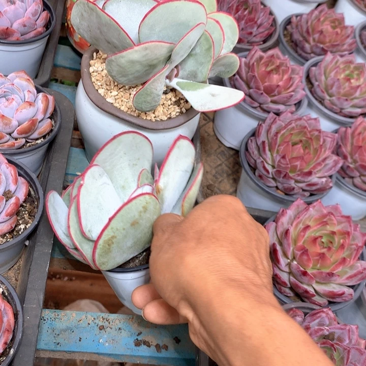 群生白眉两单包邮