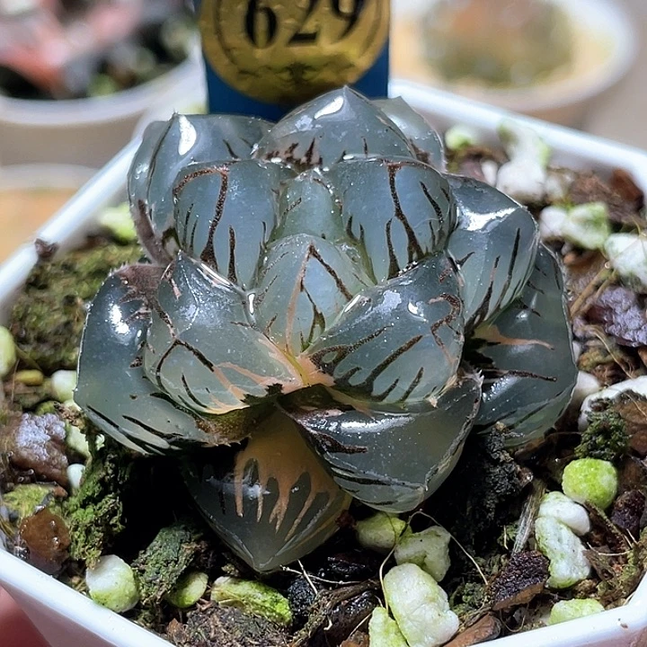 629巨大化水中月錦