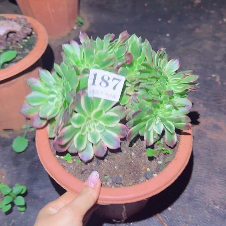 187海王缀化多肉植物满28包邮