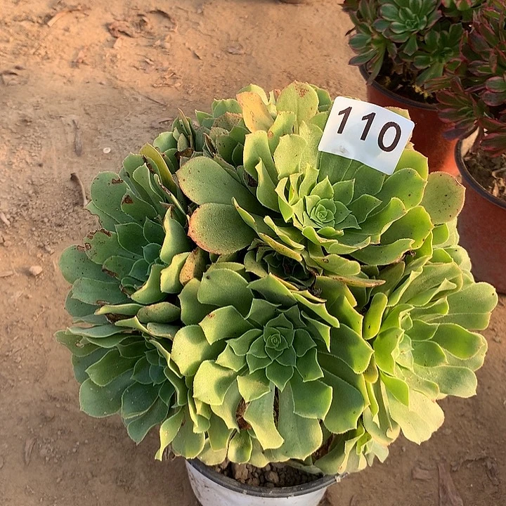 无花朵110绿杨蓉中