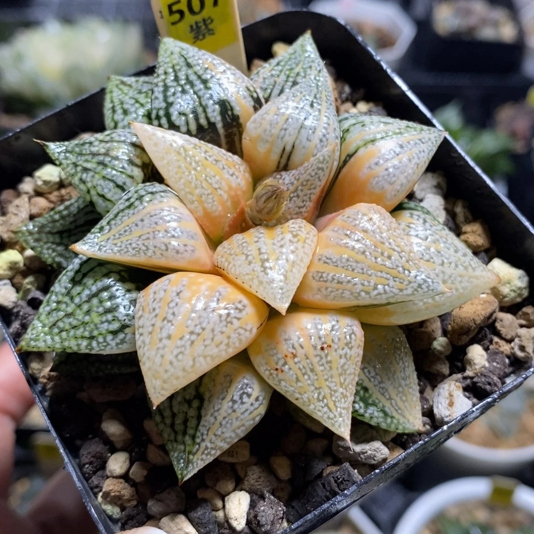 507实生湖斑尖叶白银寿锦