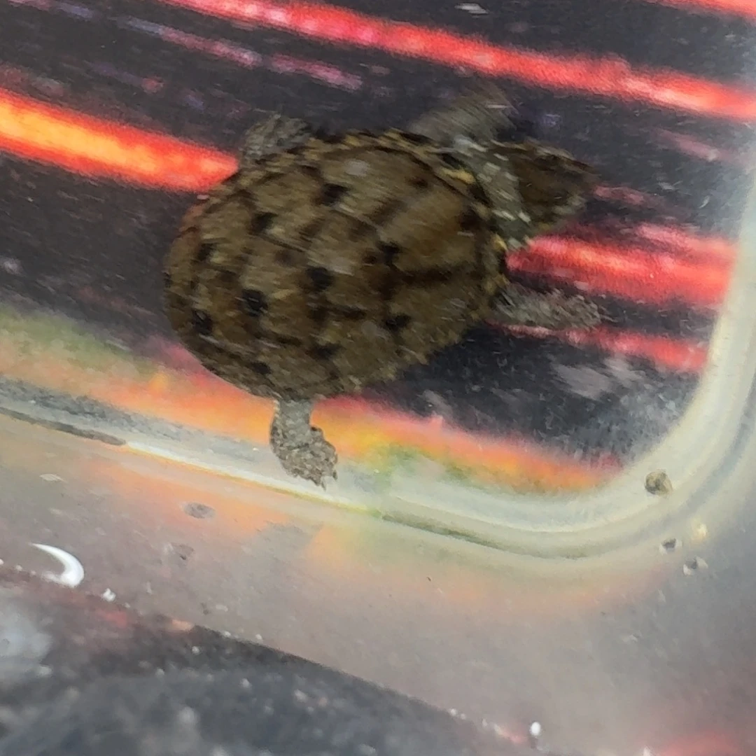 不***音白色蚕宝宝头盔头盔头盔头盔头盔头盔