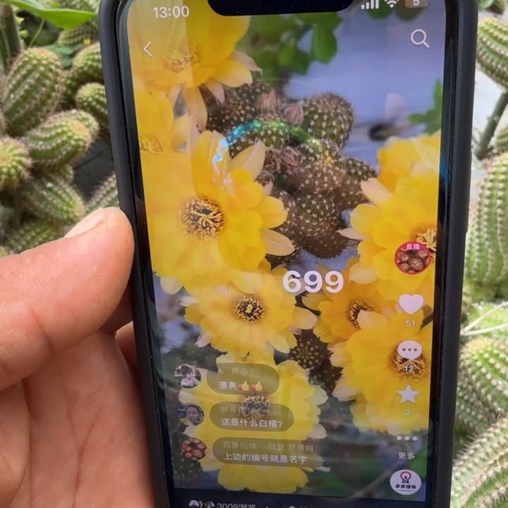 矮胖白檀699侧芽一个