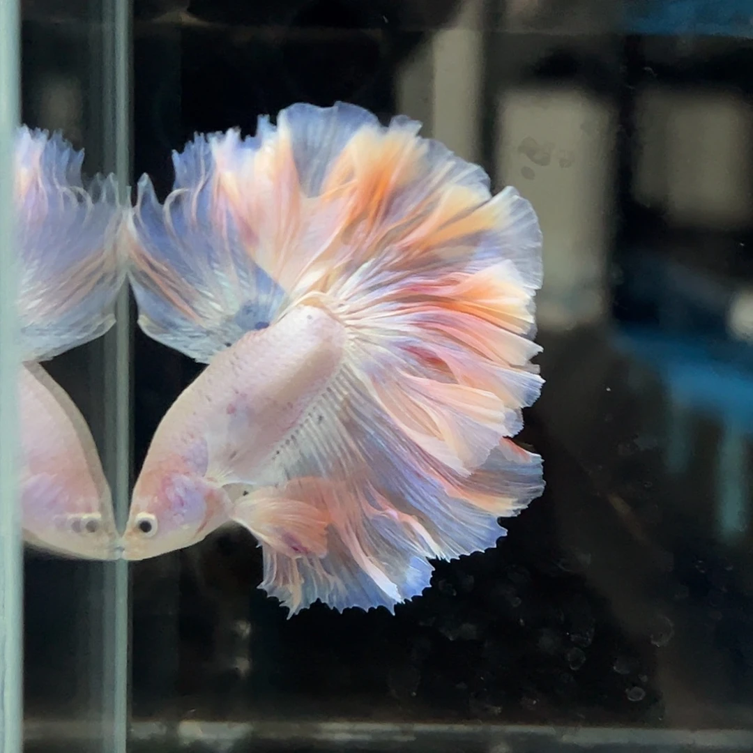 斗鱼30号粉色婚纱