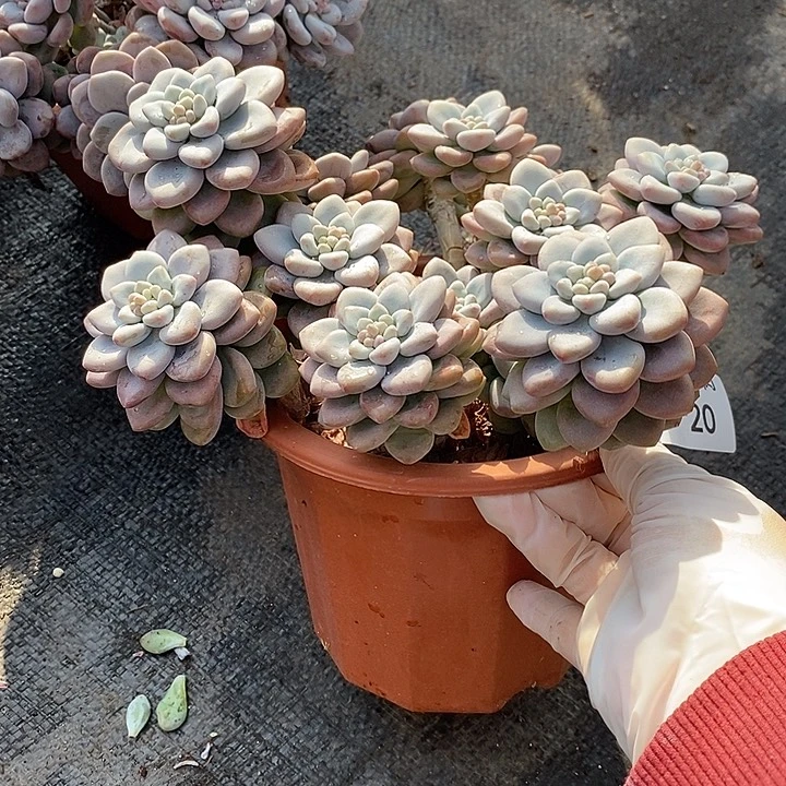 小七夕多肉洛神20