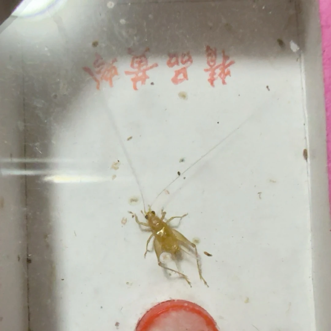 野生黑眼中黄蛉两条中长须（蟋蟀）鸣虫蛉虫 路途包死亡