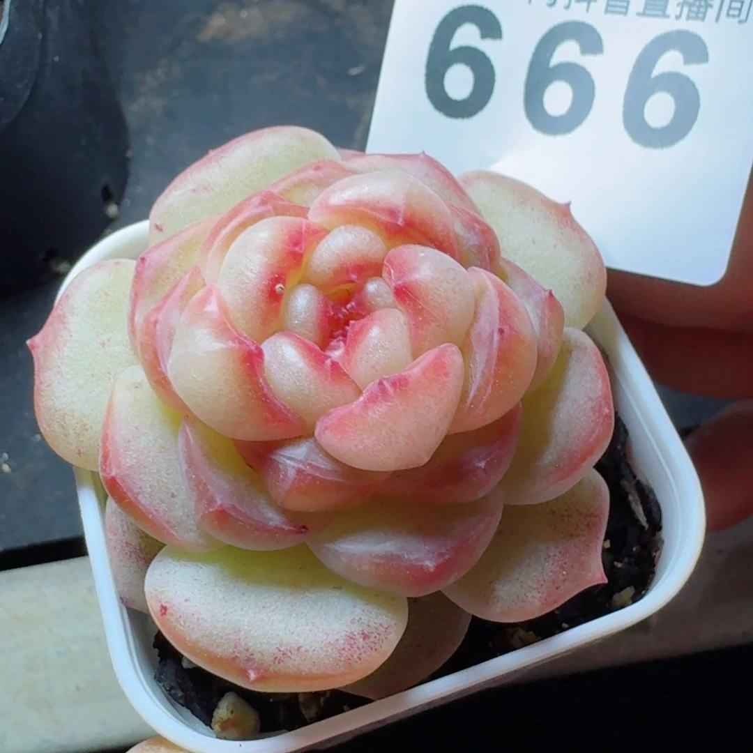 甜茶珍妮         多肉植物