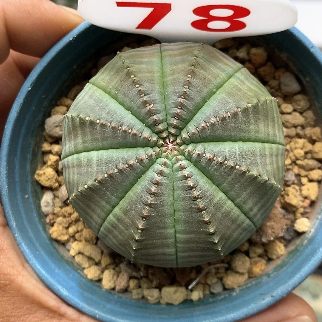 78布纹球5.2厘米福利