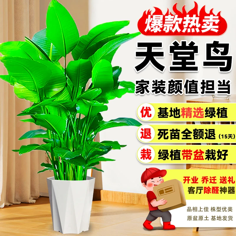 【送货上门】1.2-1.4米精品老桩北欧风天堂鸟绿植盆栽净化空气好养
