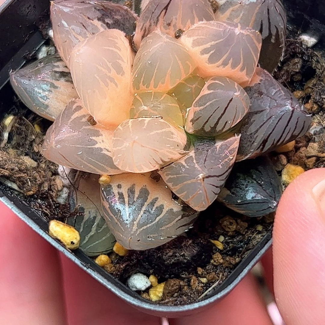 五公分糊斑紫王锦十二卷