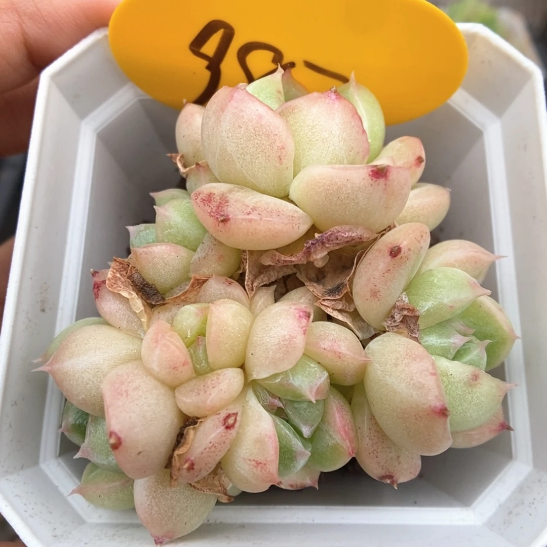 麦秆石化群生987号