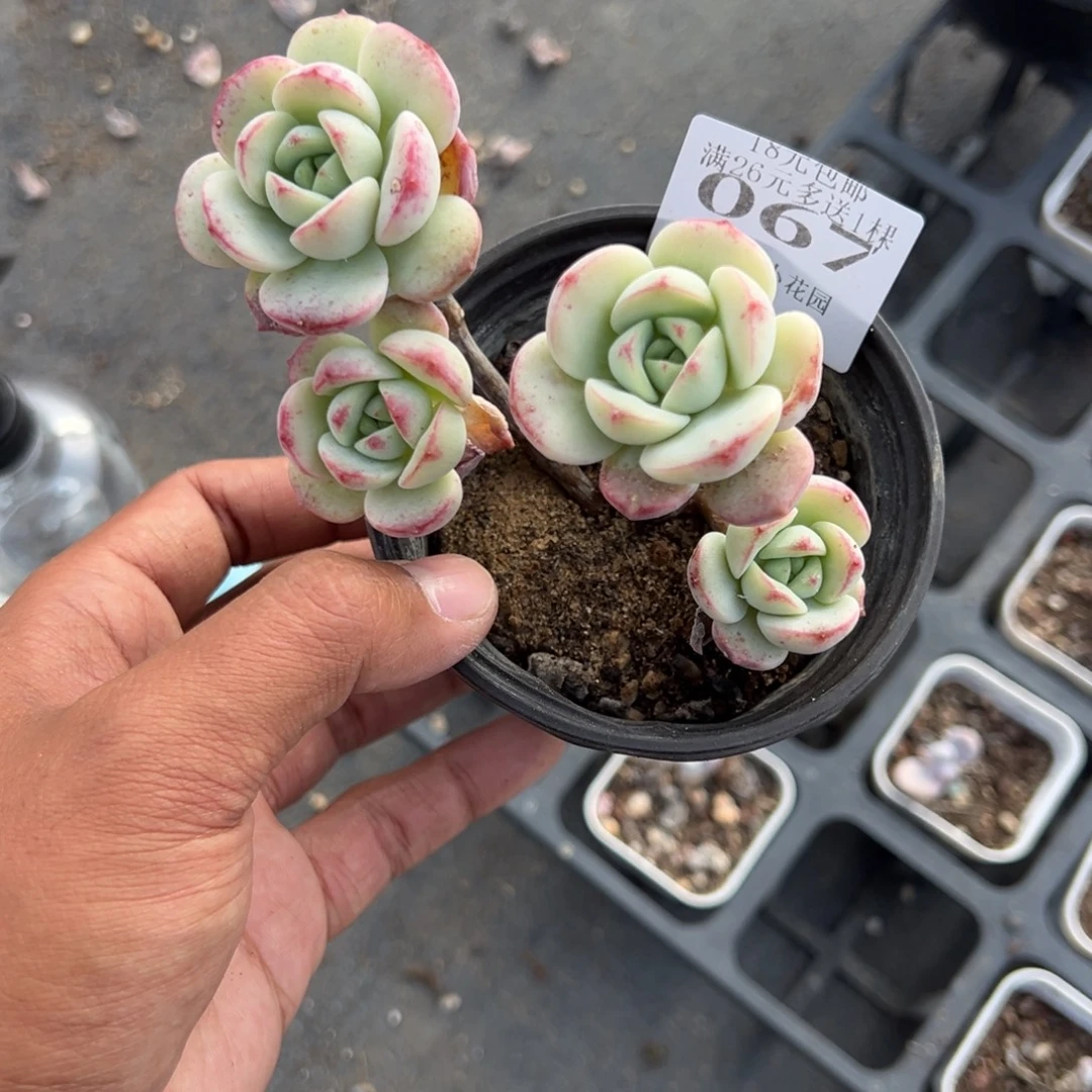 067号香草四头群一物一拍满18包邮