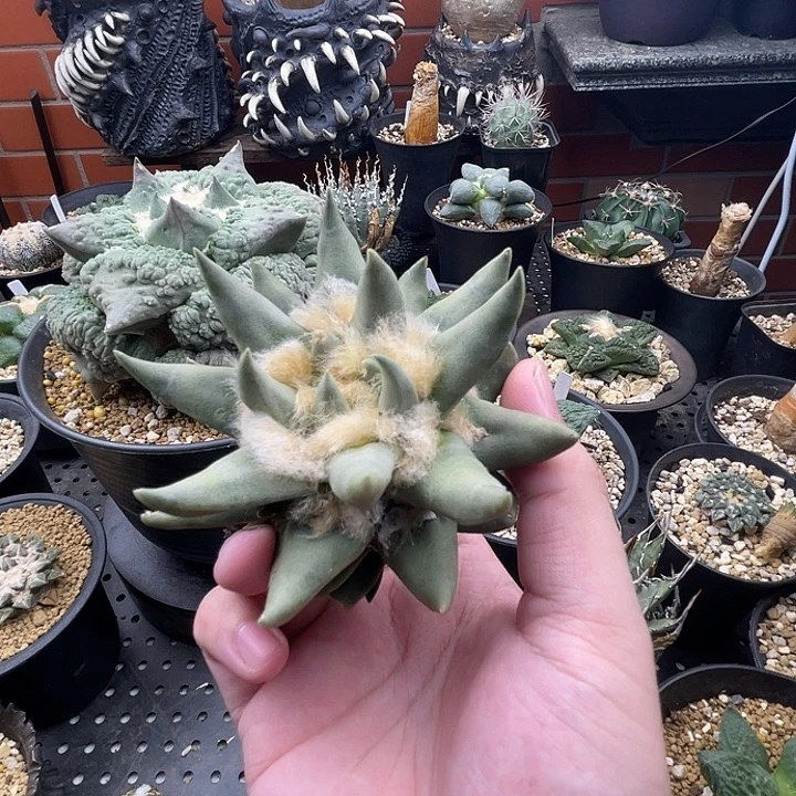 自根龙牙一一一一一
