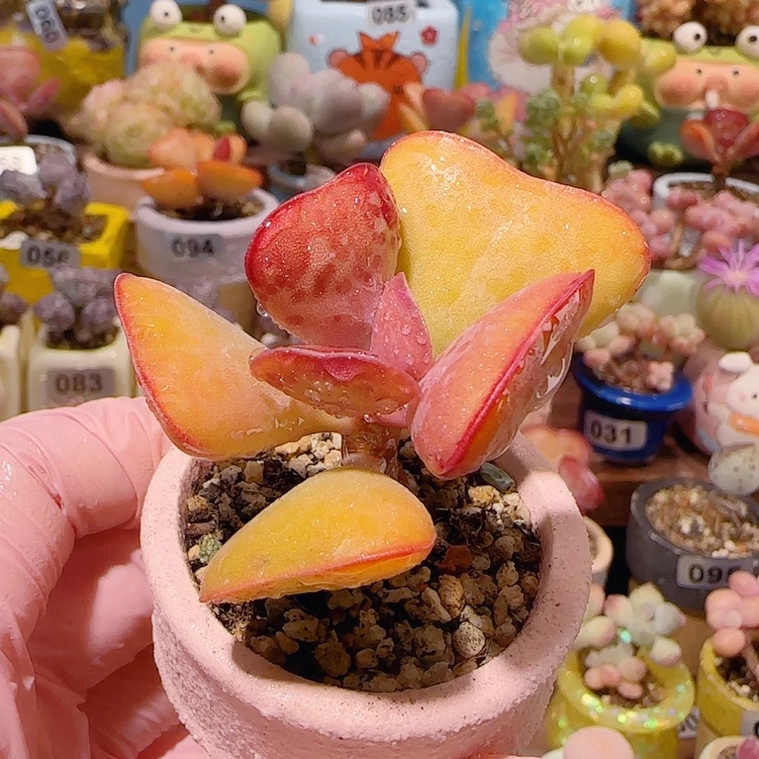 T爱心水泡盆口3.5cm