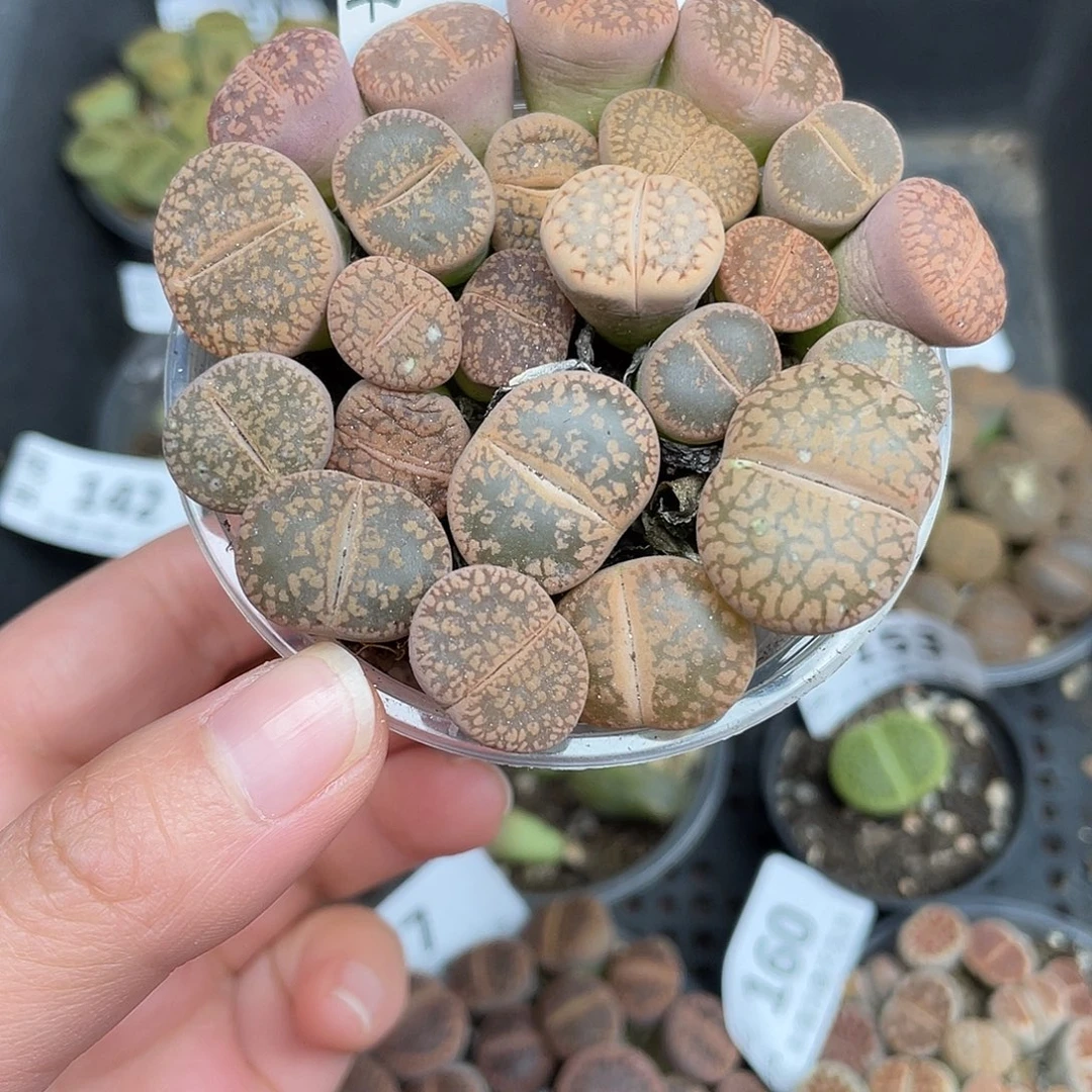 157000000花花花花花花花花