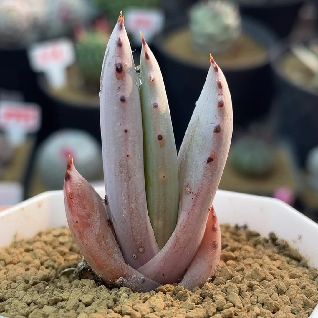 粉萌柏加芦荟仙人球
