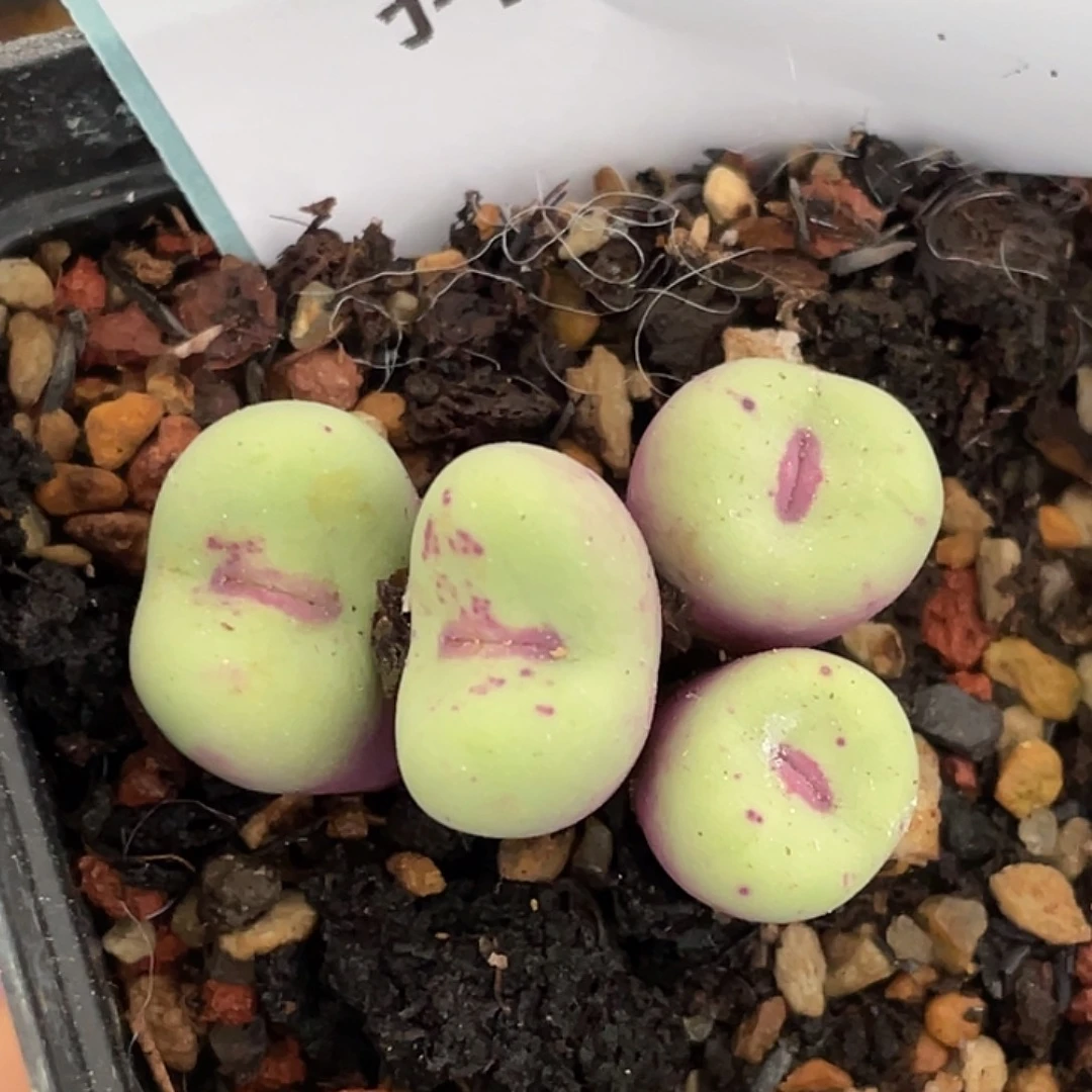 17-53嘴多肉植物肉锥