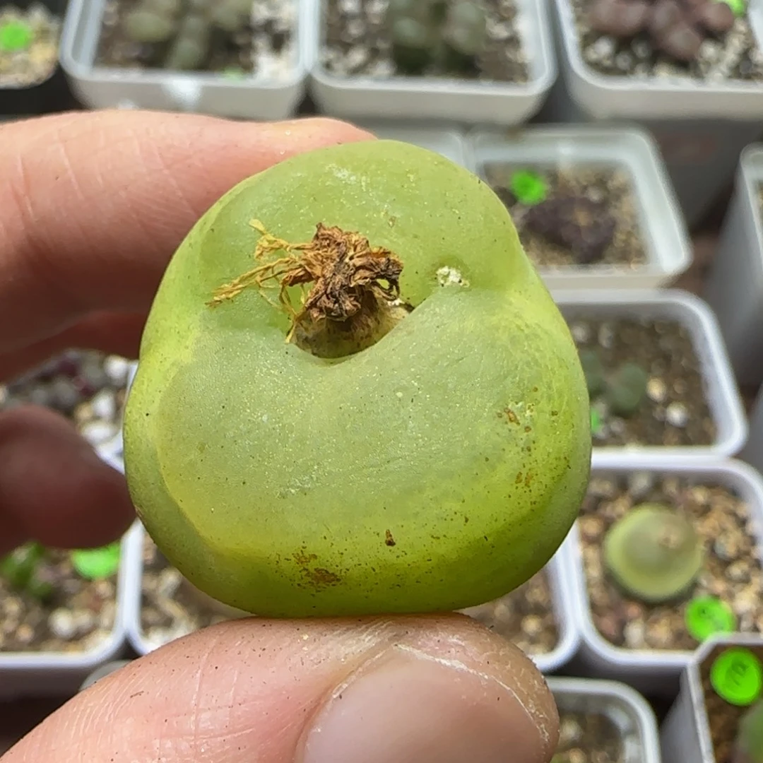 2.8+瑕疵多肉植物89