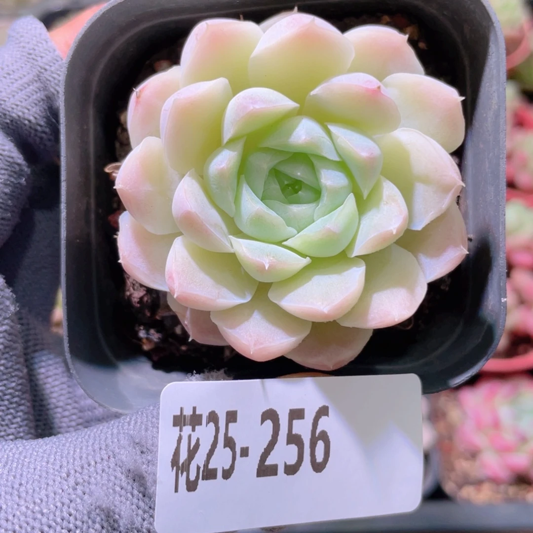 花利美25-256白月影